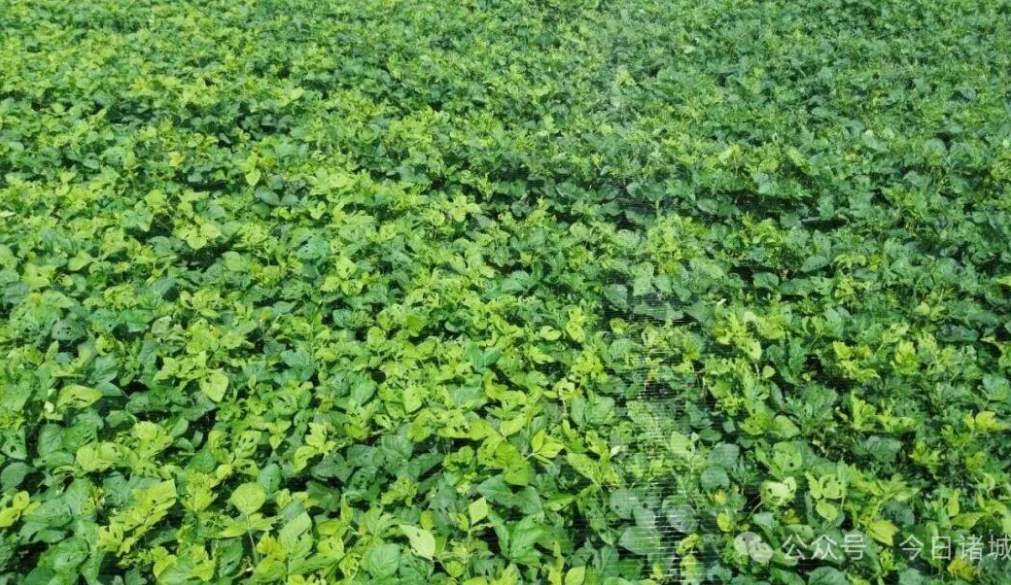 种养拓新路！诸城百尺河镇试养豆虫，特色产业激活乡村共富动