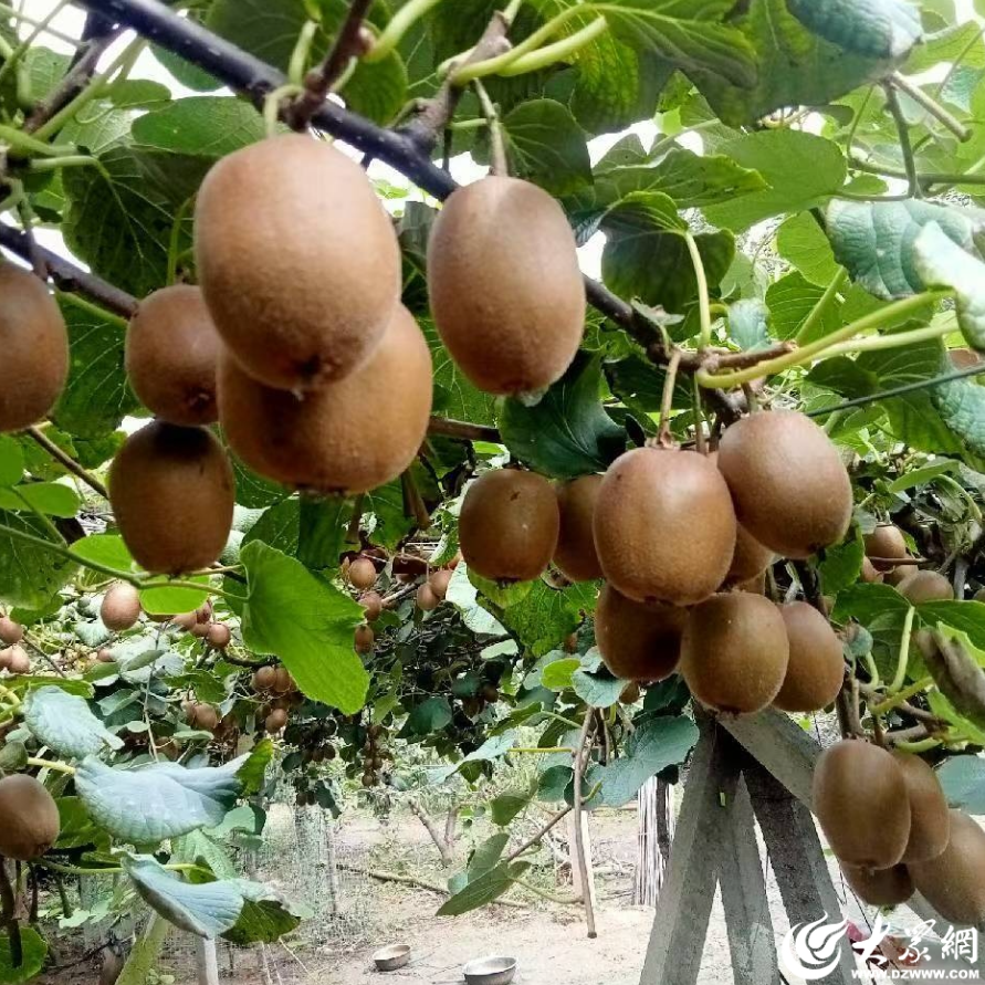 果香满枝头！诸城瑞兴猕猴桃生态种植结硕果，多元品种市场供