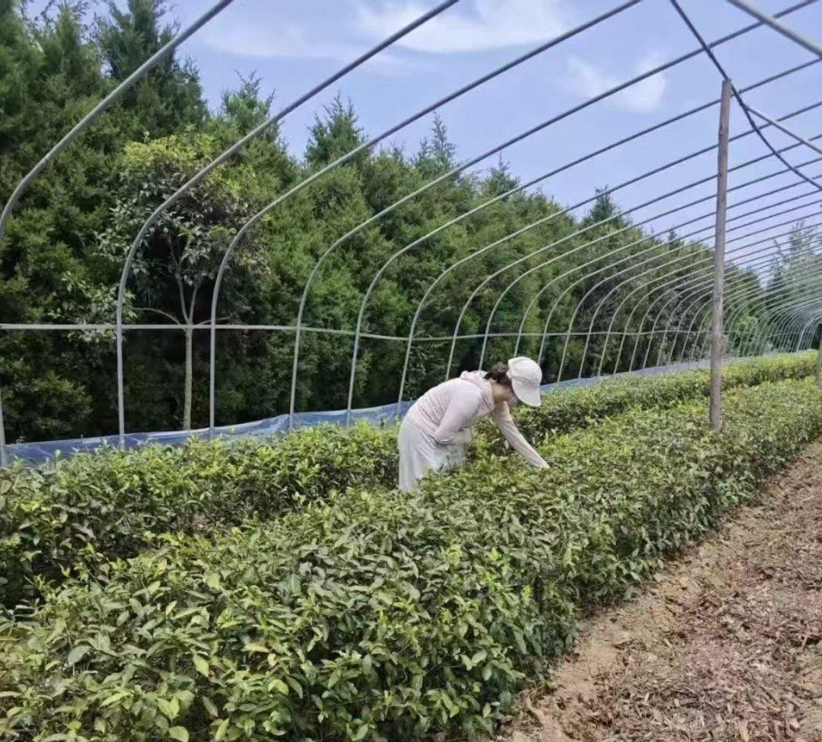 从凭经验种茶到数据管护