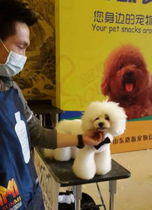 诸城宠物达人
