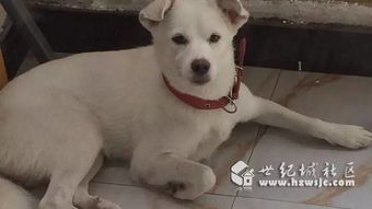 小虫的个人资料有哪些 梳