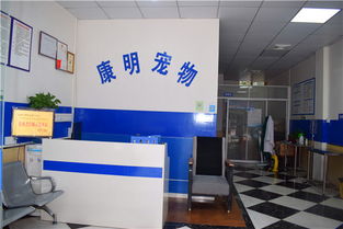 宠物医院收费价格表2026包含什么 各类诊疗服务收费及猫病就诊