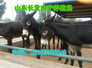诸城宠物驴养殖厂