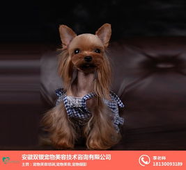 诸城有哪些宠物相关的场所及养狗基地多的原因