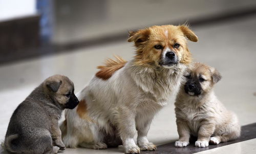 山东省潍坊市诸城市真的有人贩子吗 安全现状与防范建议