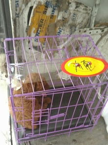 诸城有哪些宠物食品公司