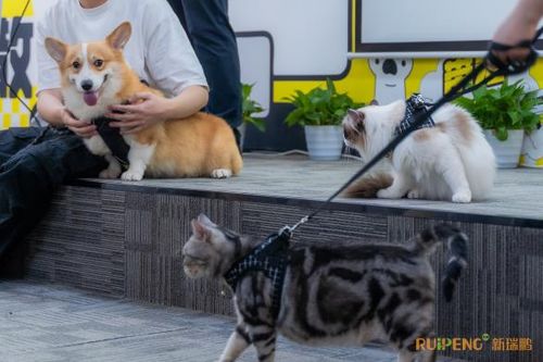 宠物狗必须接种哪些疫苗