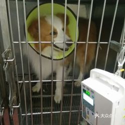 诸城有哪些宠物食品公司