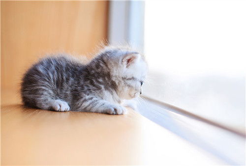 山东诸城猫咪吐黄水找宠
