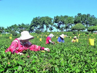 诸城绿茶何以成为中国最