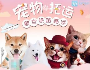 诸城哪里有宠物售卖点和宠物医院 本地购宠养宠实用信息汇总