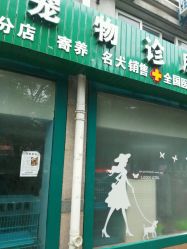 山东潍坊诸城哪里有可靠宠物医院 猫咪不适应对及本地养宠点位
