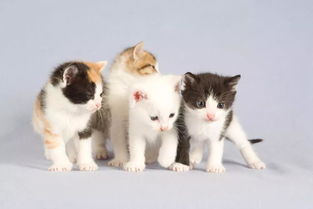 诸城猫宠物洗澡
