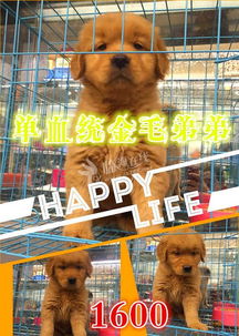 诸城宠物代理