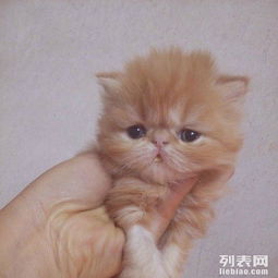 山东宠之优品贴牌品牌有哪些 附诸城宠物产业与消费信息汇总