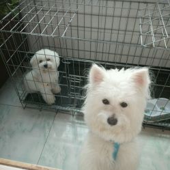 诸城优宠宠物地址在哪