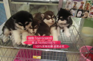 山东潍坊诸城哪里有可靠宠物医院 猫咪突发不适可前往正规机构